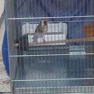 سهره نره نه ماهه خلخال