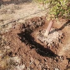 پهن تر گاو وگوسفندوکود مرغی