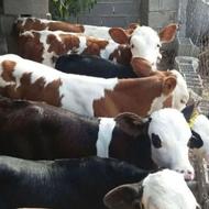 فروش دام سبک وسنگین در جنس های مختلف