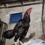 لاری حیوانات مزرعه