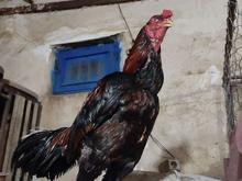 لاری حیوانات مزرعه در شیپور