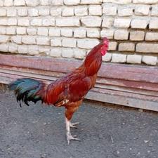خروس درشت وچاق