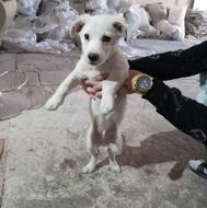 سگ پاکوتاه اشپیتز