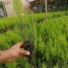 نشا کاج لاوسون