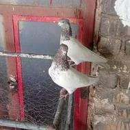 یک جفت کبوتر