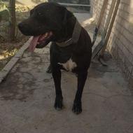 واگذاری سگ پیتبول دو سالو نیمه