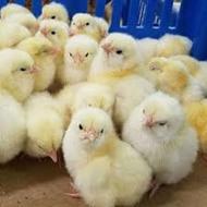 جوجه گلپایگان یکروز/جوجه گوشتی یکروز/اردک پکنی