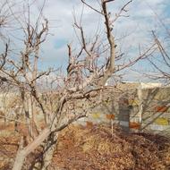 حرس کاری باغ و باغچه