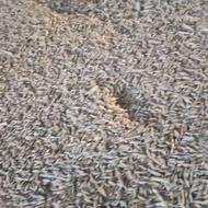 جو تروتمیز کیلویی