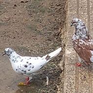 کبوتر پرشی نرماده