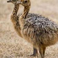 شترمرغ اصلاح نژاد شده مشاوره تولید و فروش