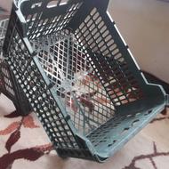 قالب سبد میوه