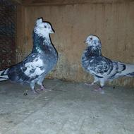 یه جفت کبوتر استثنایی هم جوجه بده هم پرشی