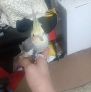 عروس هلندی ماده با هفت دانه و قطره کلسیم