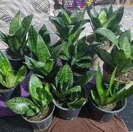 گل سانسوریا