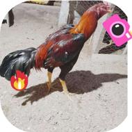 خروس لاری سن‌9‌ماه