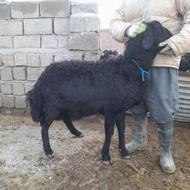 قوچ سیاه اصل