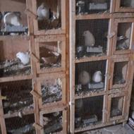 کفتر یا کبوتر