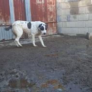 واگذاری سگ ماده الابای