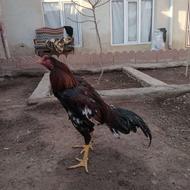 خروس لاری 8 ماهه