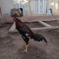 خروس لاری 8 ماهه