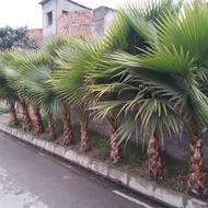 پالم واشنگتن بسیار زیبا