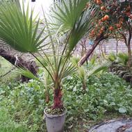 پالم واشنگتن گلدانی