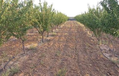 باغچه با سند و دیوارکشی