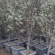 فروش انواع درخت میوه و زینتی بن بالا ویژه جرایم شهرداری