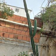 فروش کاکتوس