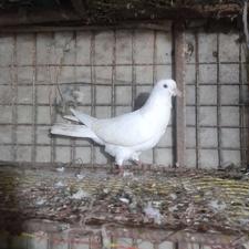 کبوتر ماده سفید