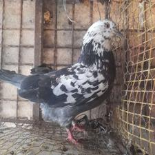 کبوتر نر پلنگ