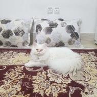 گربه پرشین سوپرفلت