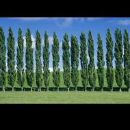 باغبانی،درختکاری،سمپاشی زمستانه،چاله کنی،فوق‌تخصصی