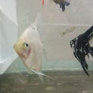 ماهی انجل نروماده