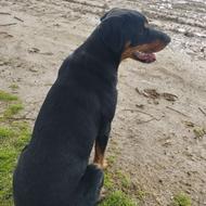 سگ نژاد روتوایلر....1ساله واگذاری.