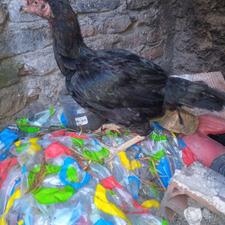 مرغ لاری مشکی