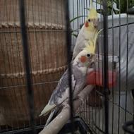 فروش عروس هلندی