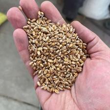 گندم قرمز ارامش و الجی آبی