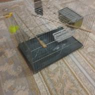 قفس پرنده مرغ عشق