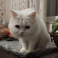 گربه پرشین.