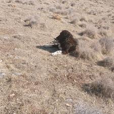 سگ قدرجونی گله ای