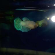 تولید و فروش انواع ماهی زینتی آکواریومی و استخر و حوضچه