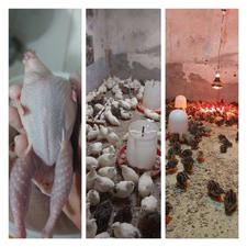 بلدرچین کشتار