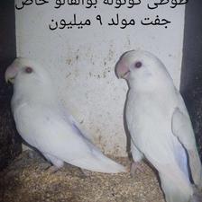 طوطی کوتوله ( برزیلی) بوآلفالو..