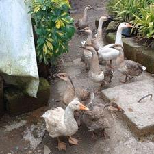 فقط 4 عدد برام مونده