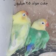 فروش جفت طوطی کوتوله ( برزیلی )