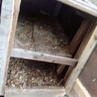 قفس کبوتر بزرگ