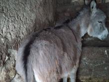 خر جوان نر سالم سالم در شیپور