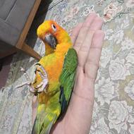 پرنده خورشیدی